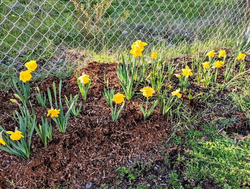 Daffodils in bloom