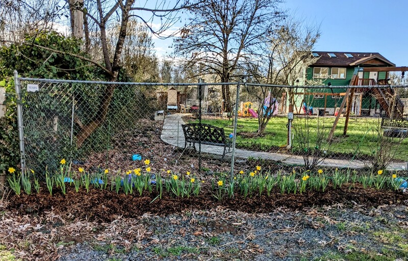 Daffodil in bloom along East fence.