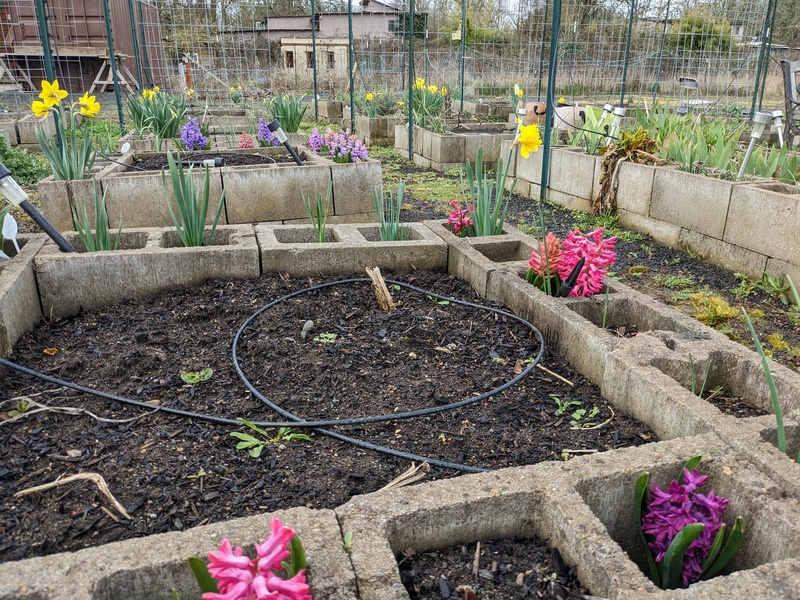 Hyacinths and daffodils in bloom in the waffle.