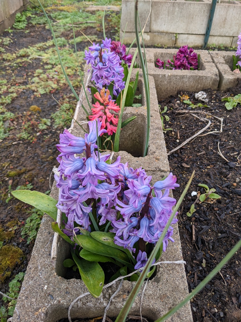 Hyacinths in the Waffle.