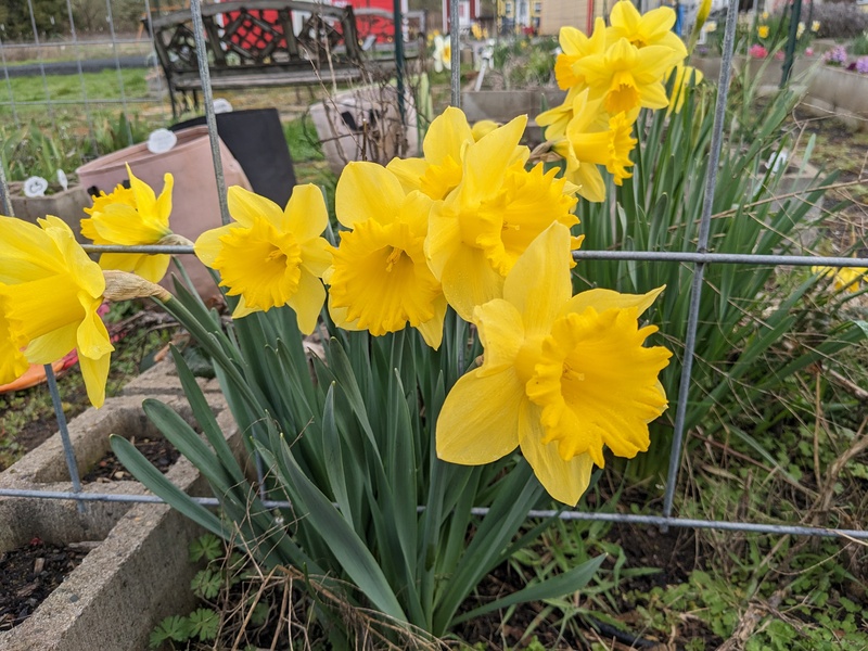 Daffodils in bloom in the Waffle.