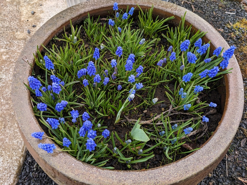 Grape hyacinths