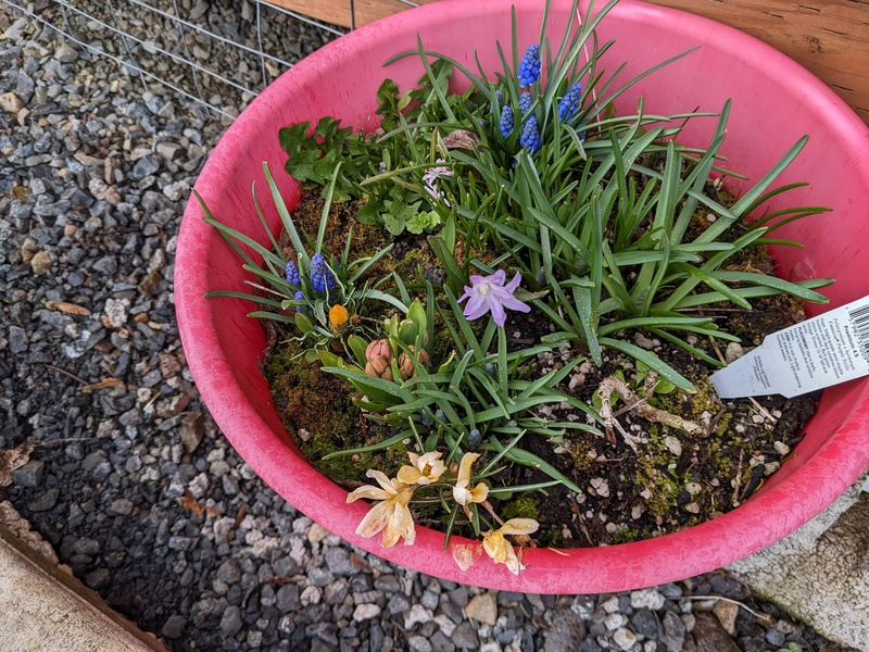 Combo of crocus, grape hyacinth, hyacinth, and other flowers.