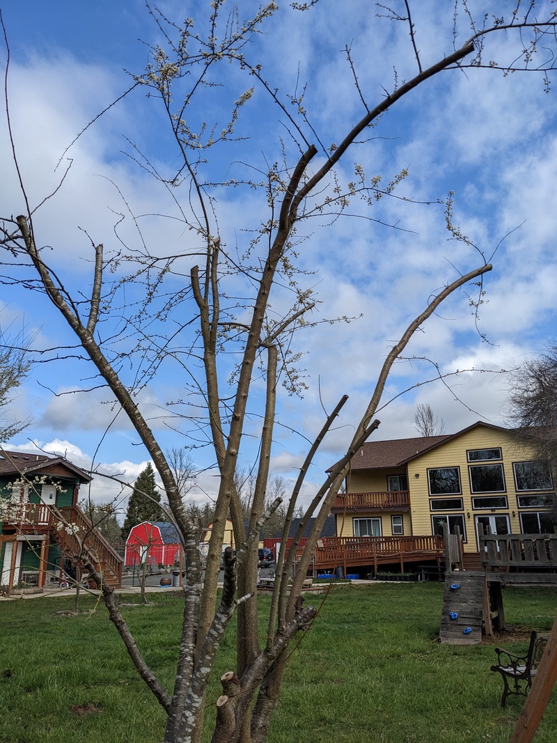 Italian plum tree in bloom.