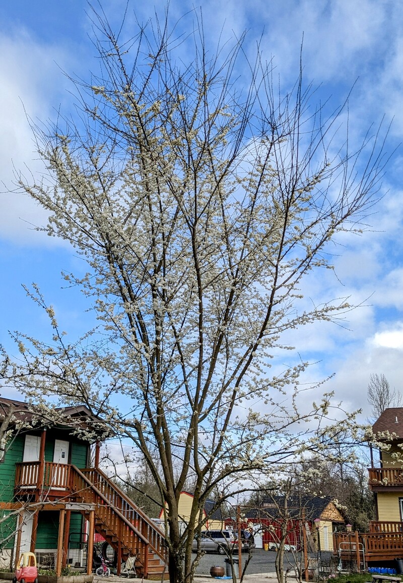 Satsuma Plum tree in bloom