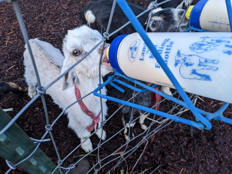 Snowflake drinking a bottle.