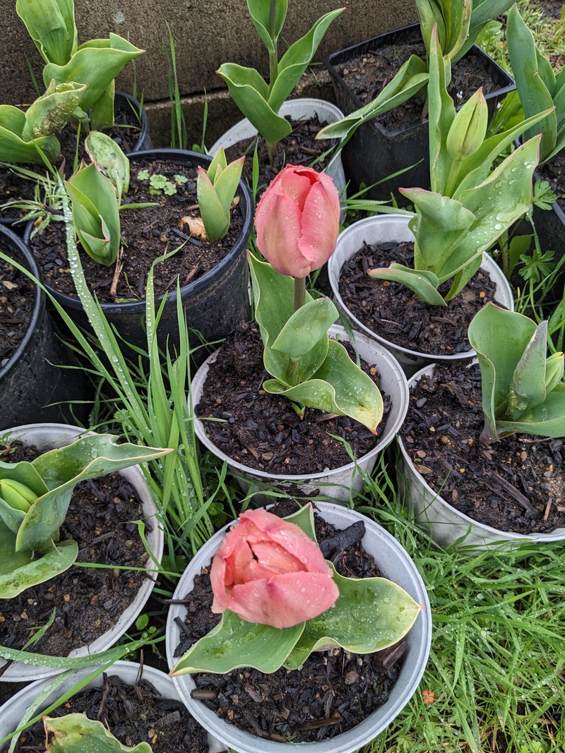 The first tulips are blooming.