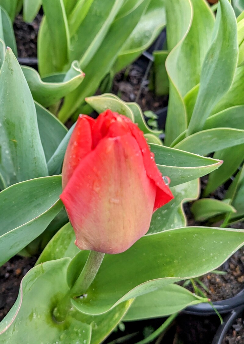 The first tulips are turning.