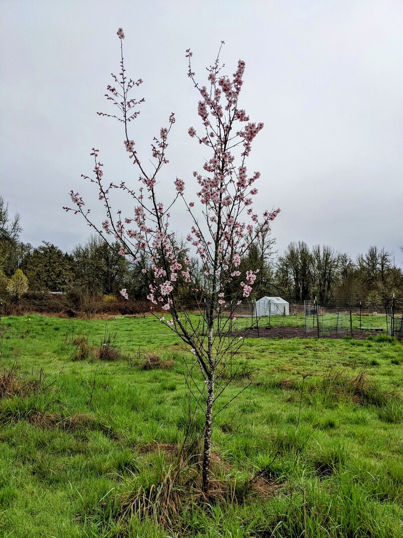 the almond tree is in bloom.