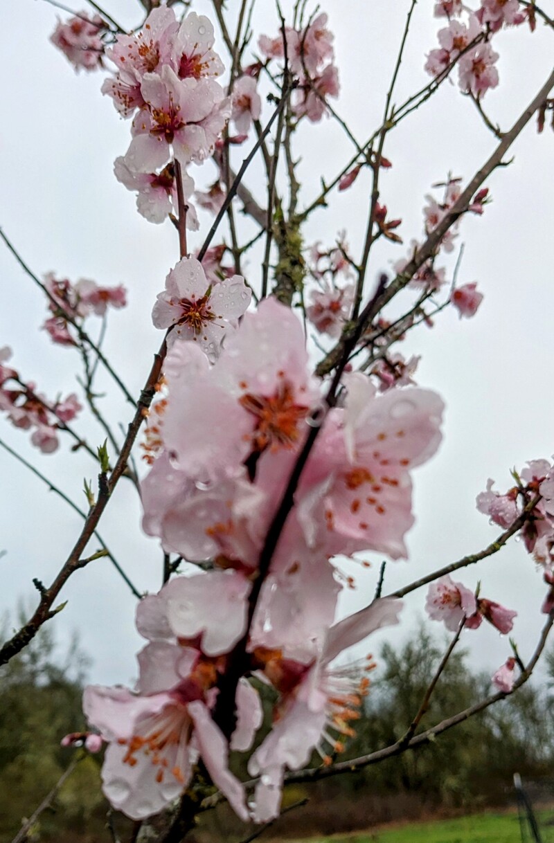 Love how pretty the blossoms look on the almond tree.