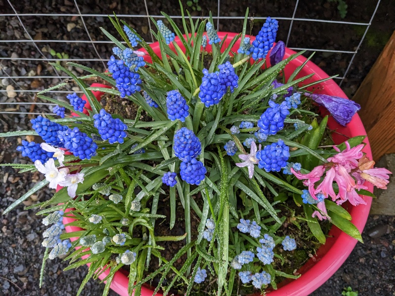 Pot planted last fall.