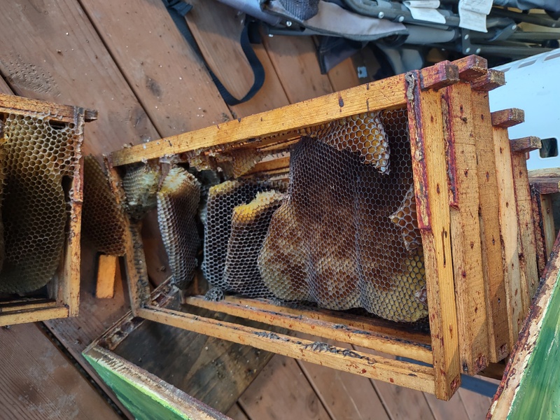 comb before melting.