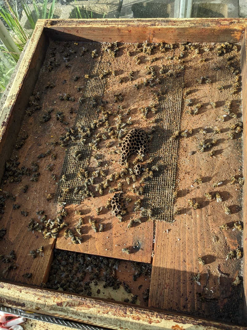 Dead bees. I can't tell if there is a queen in here.