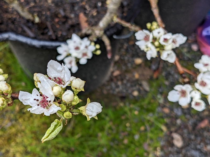 Joseph which cutting is now in bloom?