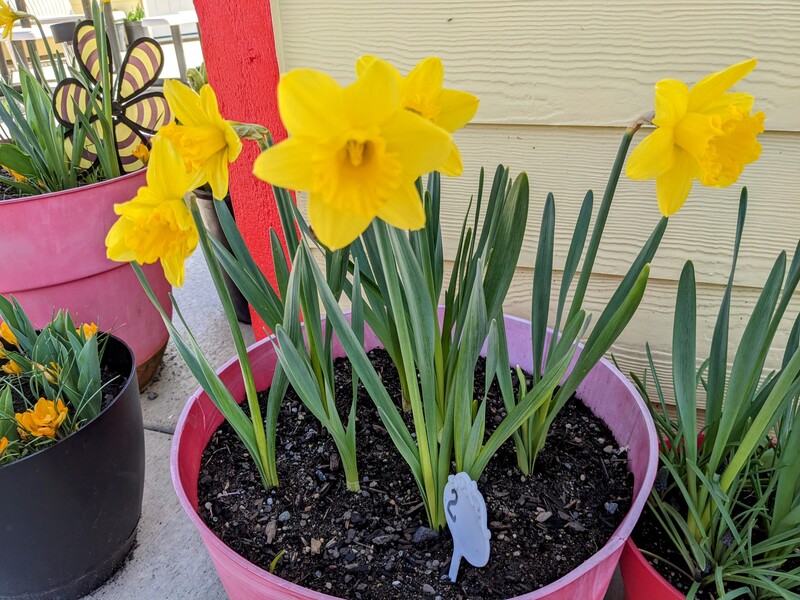 pots of daffodils