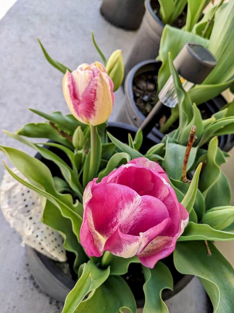 pretty tulips