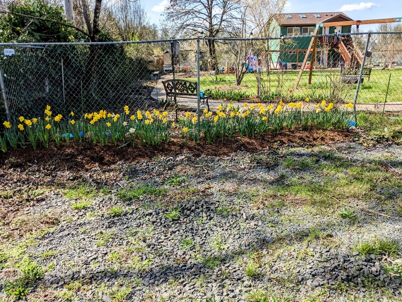 daffodils in bloom