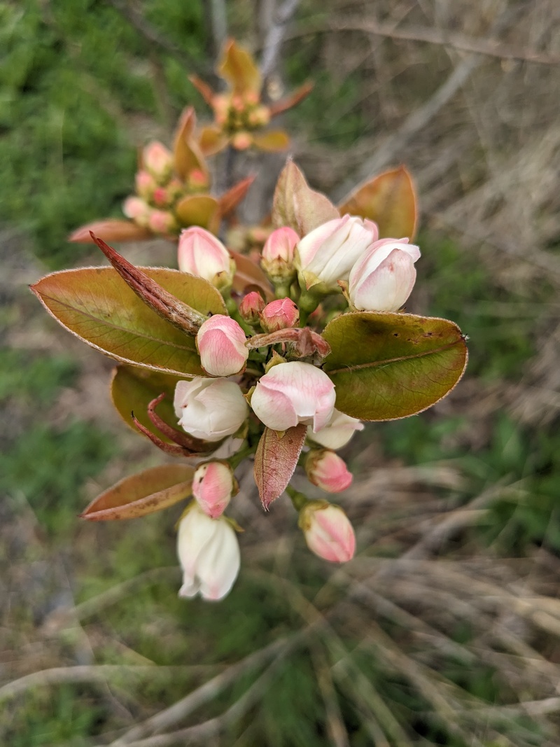 Hosui Asian pear blooms