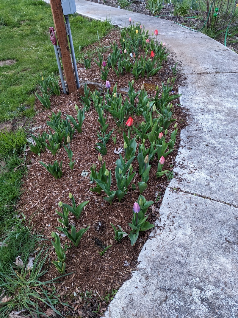 the tulips are getting better