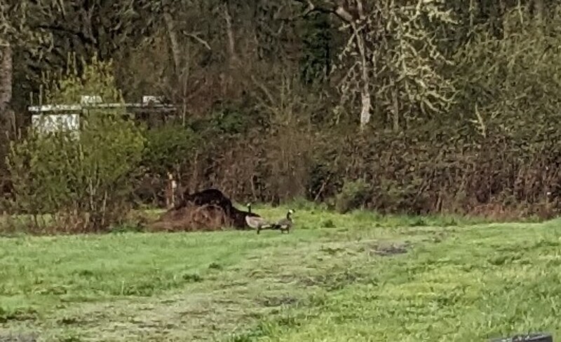 A pair of geese. Do they like Rosewold?