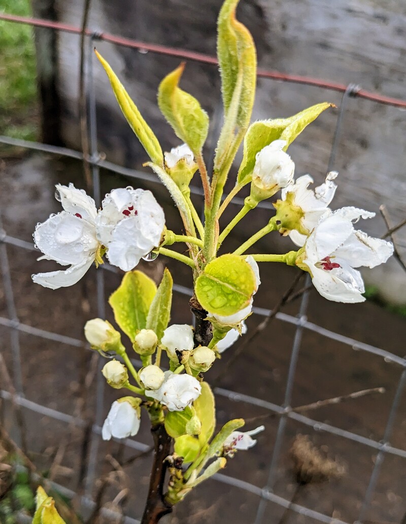 Shinseiki?  Or Hosui? Asian pear tree