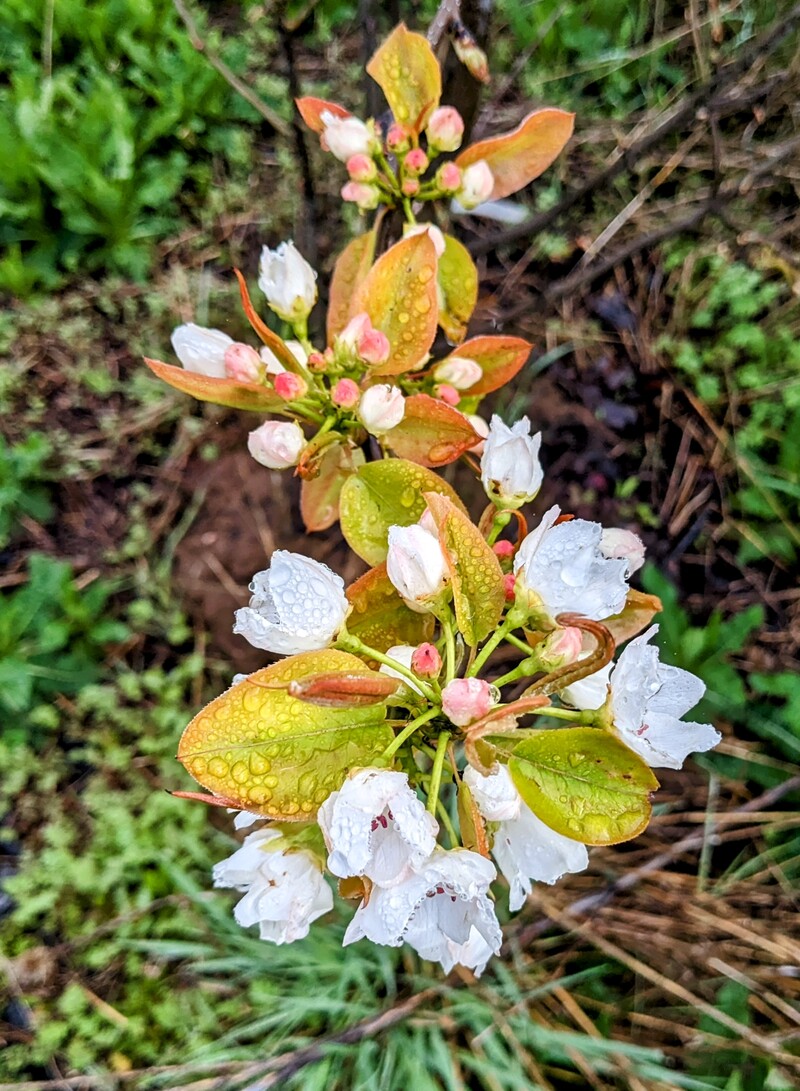 Shinseiki?  Or Hosui? Asian pear tree