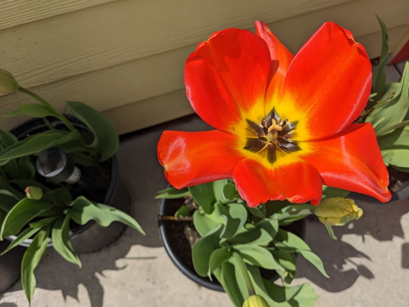 The sun came out and this tulip had a laid back day!