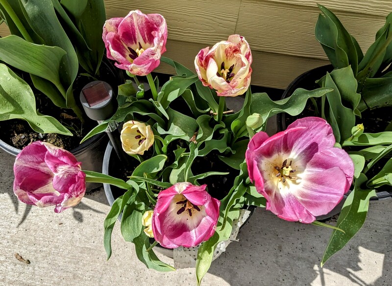 Tulips