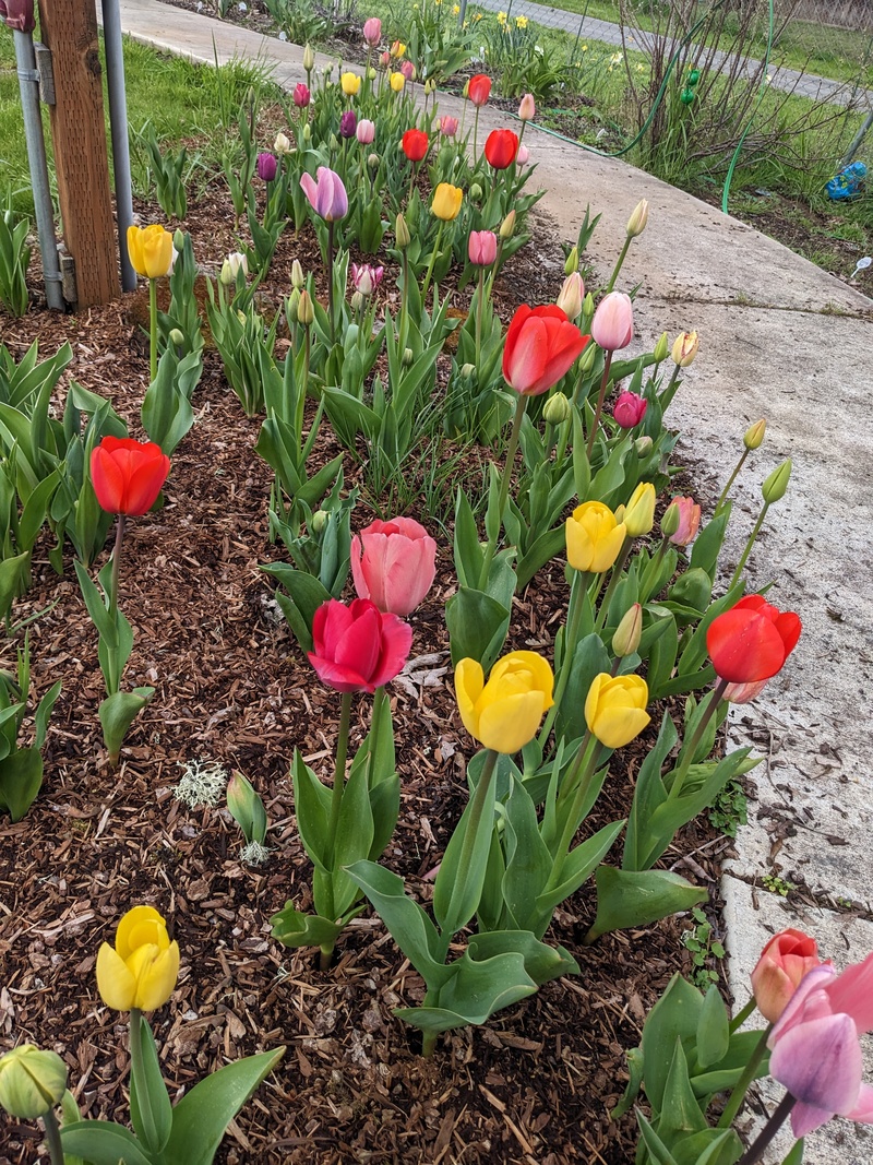 Tulips in the picnic area.