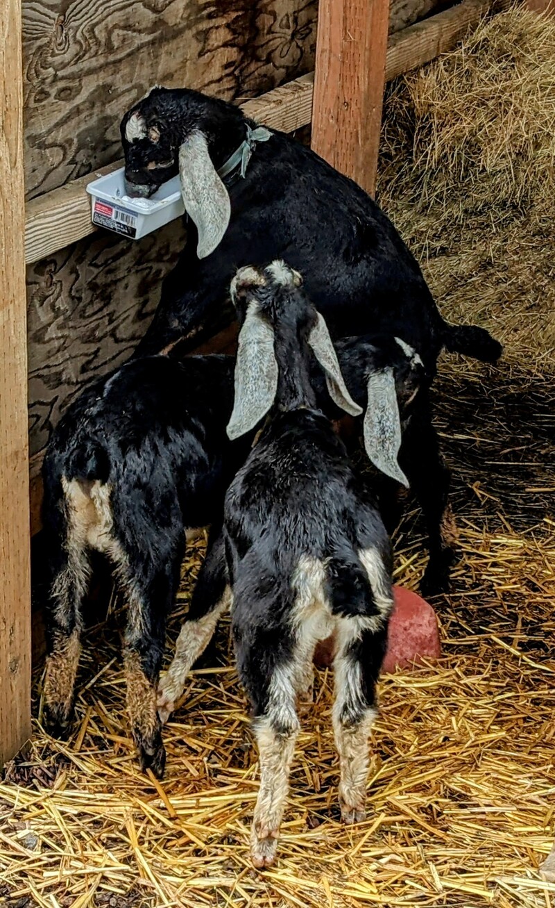 Don installed a baking soda tray. You see the goats are keeping themselves.