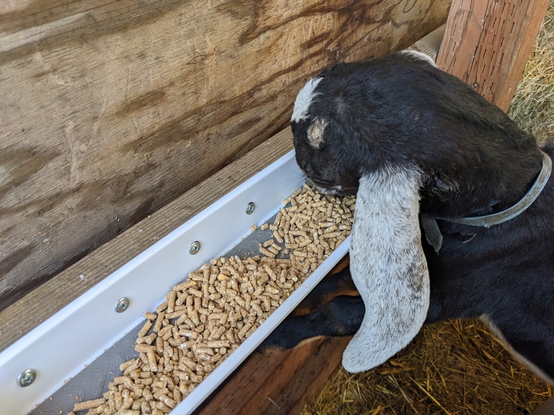 Bluey eating the milk pellets.