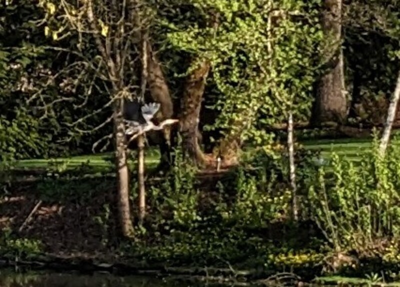 Great blue heron taking off from the neighbors yard. They are such large beautiful birds.