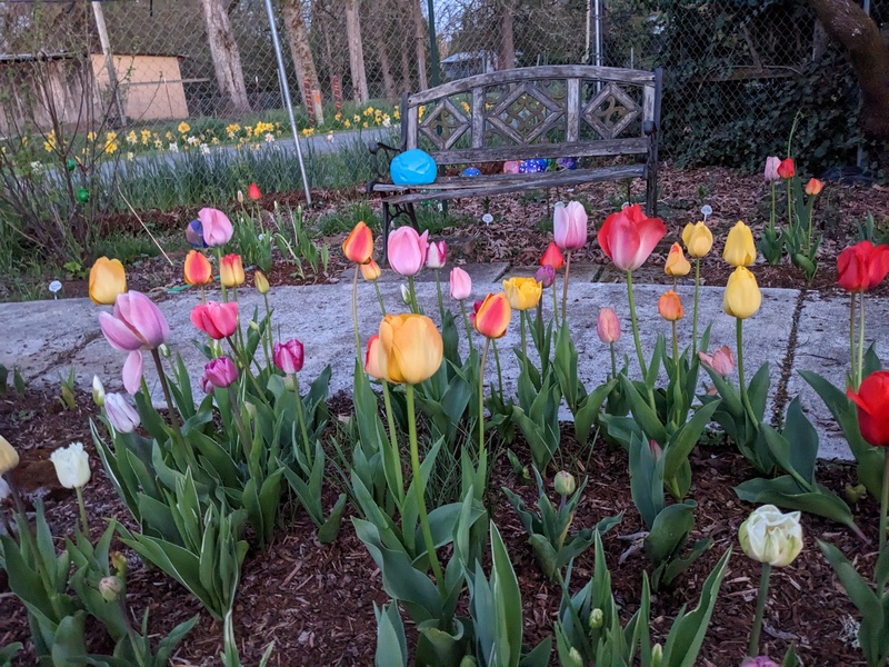 . Tulips that Laura and I planted last Fall.