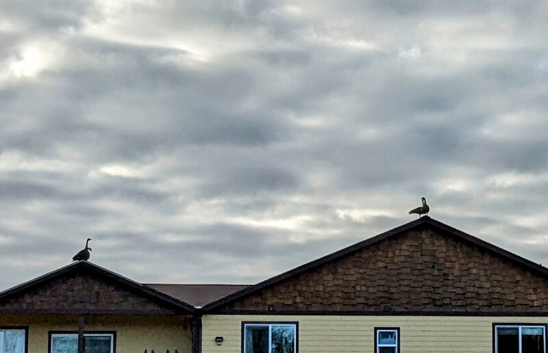 Geese like to land on our roof and honk,