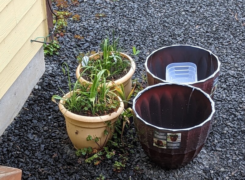 Two of the big pots I got and planted with dahlias.