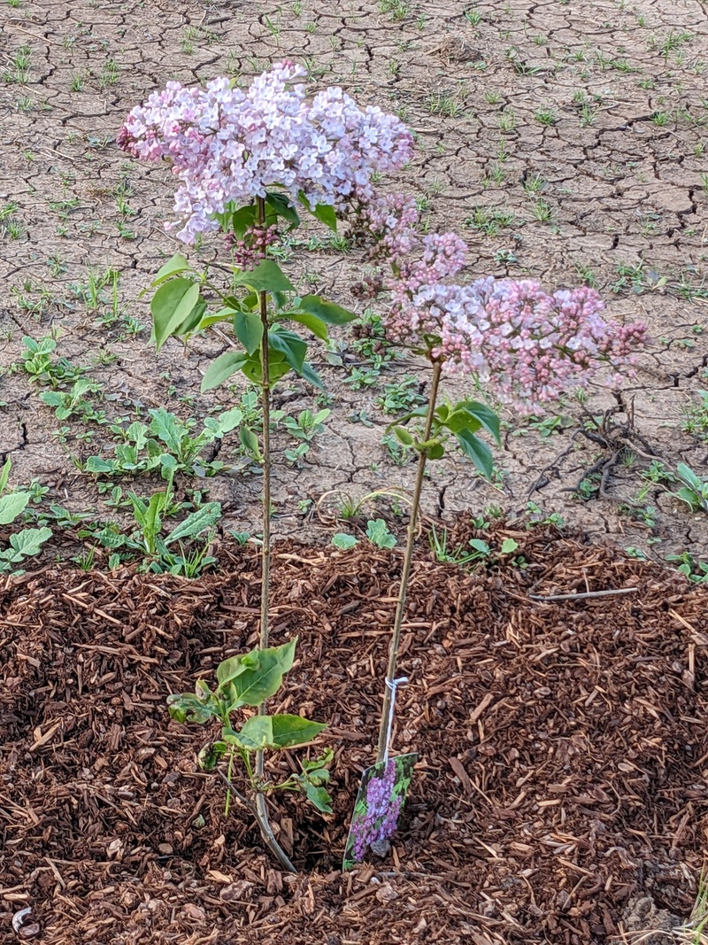 Lilac bush in the back that is blooming before all the lilacs in the front of the property.