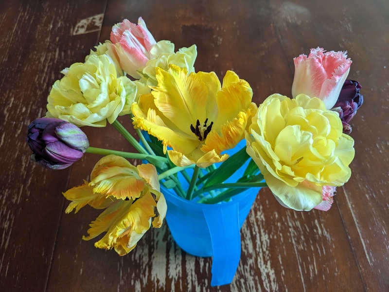 Jojo's daughter gave her some beautiful tulips.