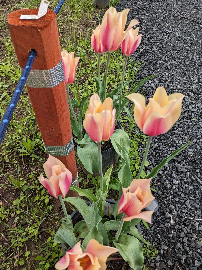 Here are the tulips up closer.