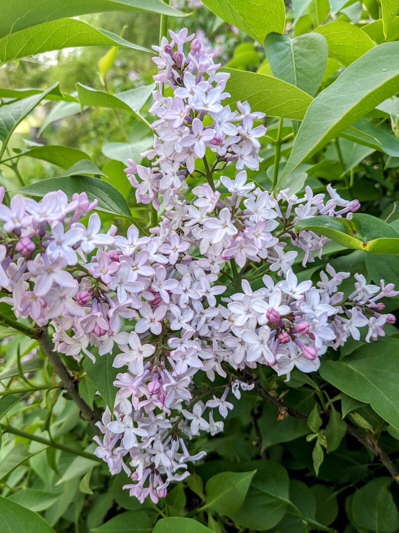 lilacs are blooming and their perfume is strong.