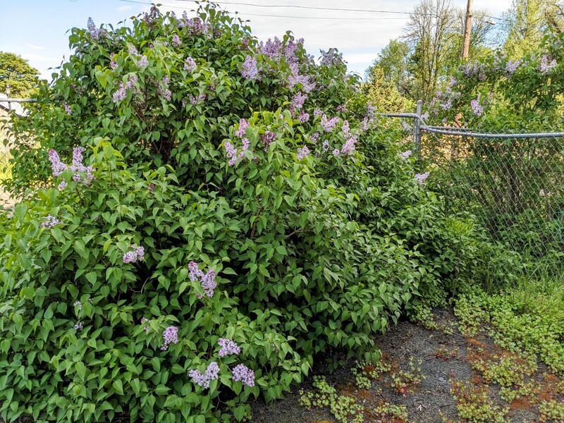 lilacs in bloom