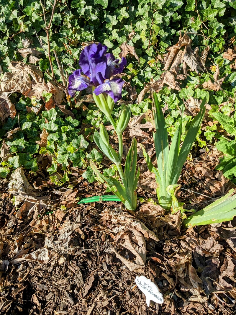 The first iris to bloom was starwoman.