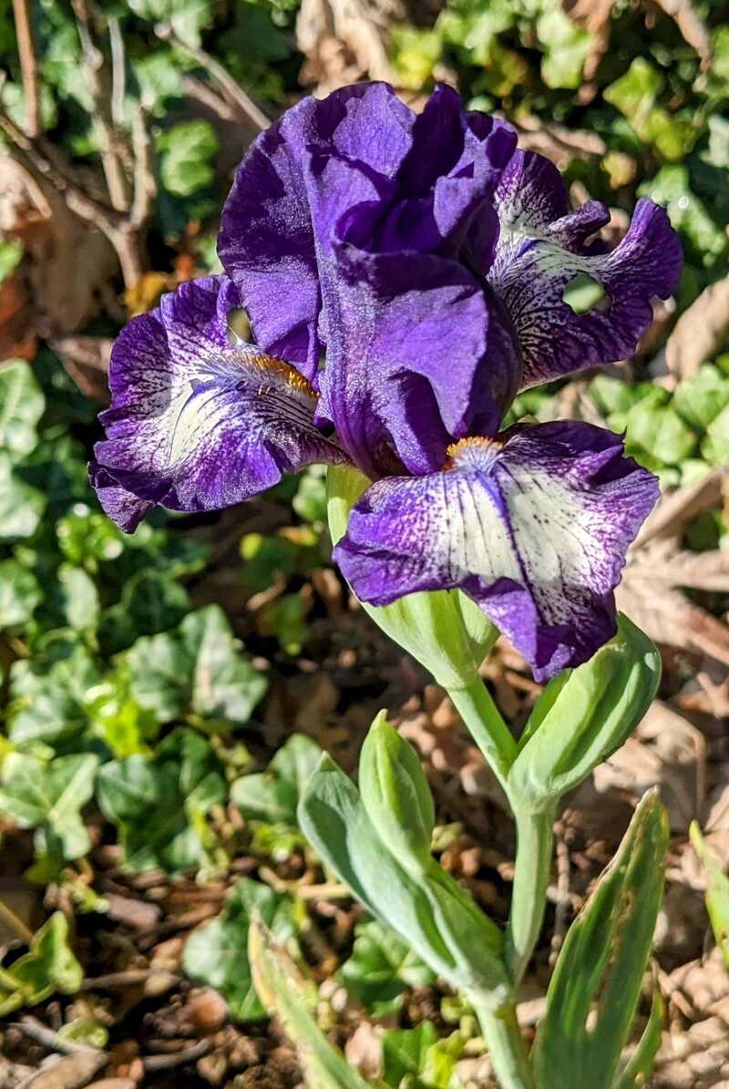 starwoman iris