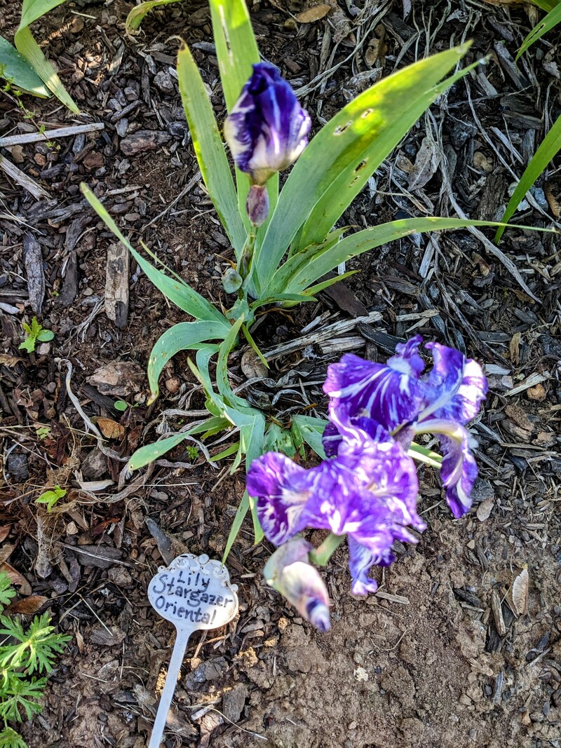 Stargazer Oriental iris.