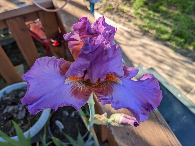 3Rd iris blooming. Not sure if the name yet since the label is not right.