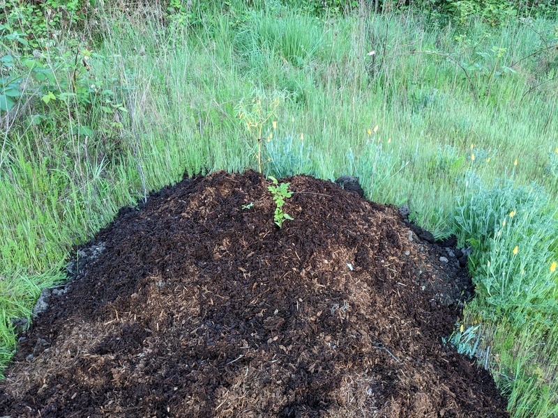 Lois planted weeping willow tree and a rose bush together. We shall see if that works.