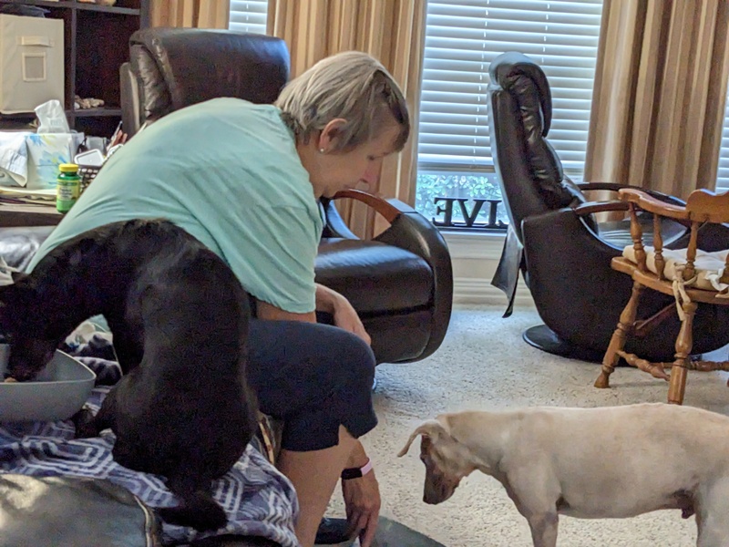 Cindy is feeding her pups after a walk.