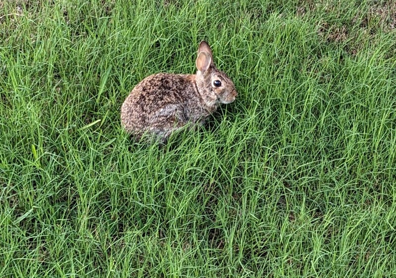 We see tons of bunnies in the neighborhood. There were 17 one day.
