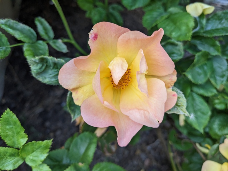 sunrise rose