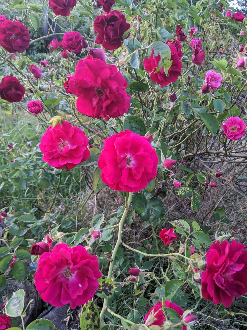 original rose bush
