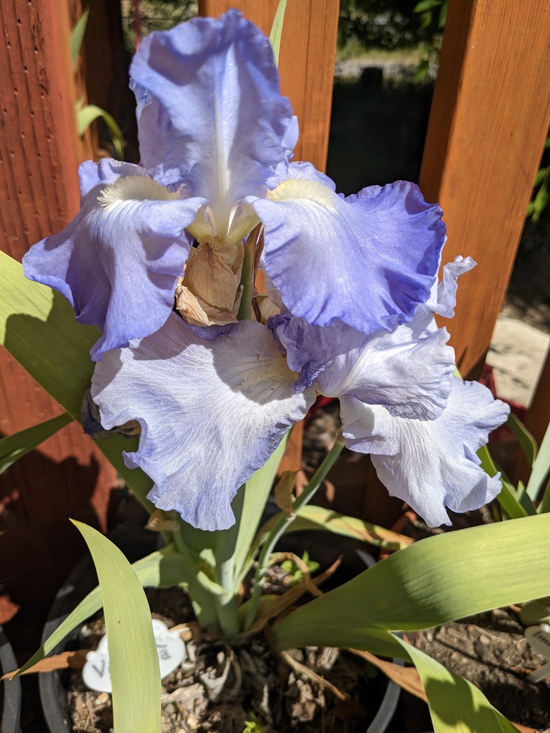 iris